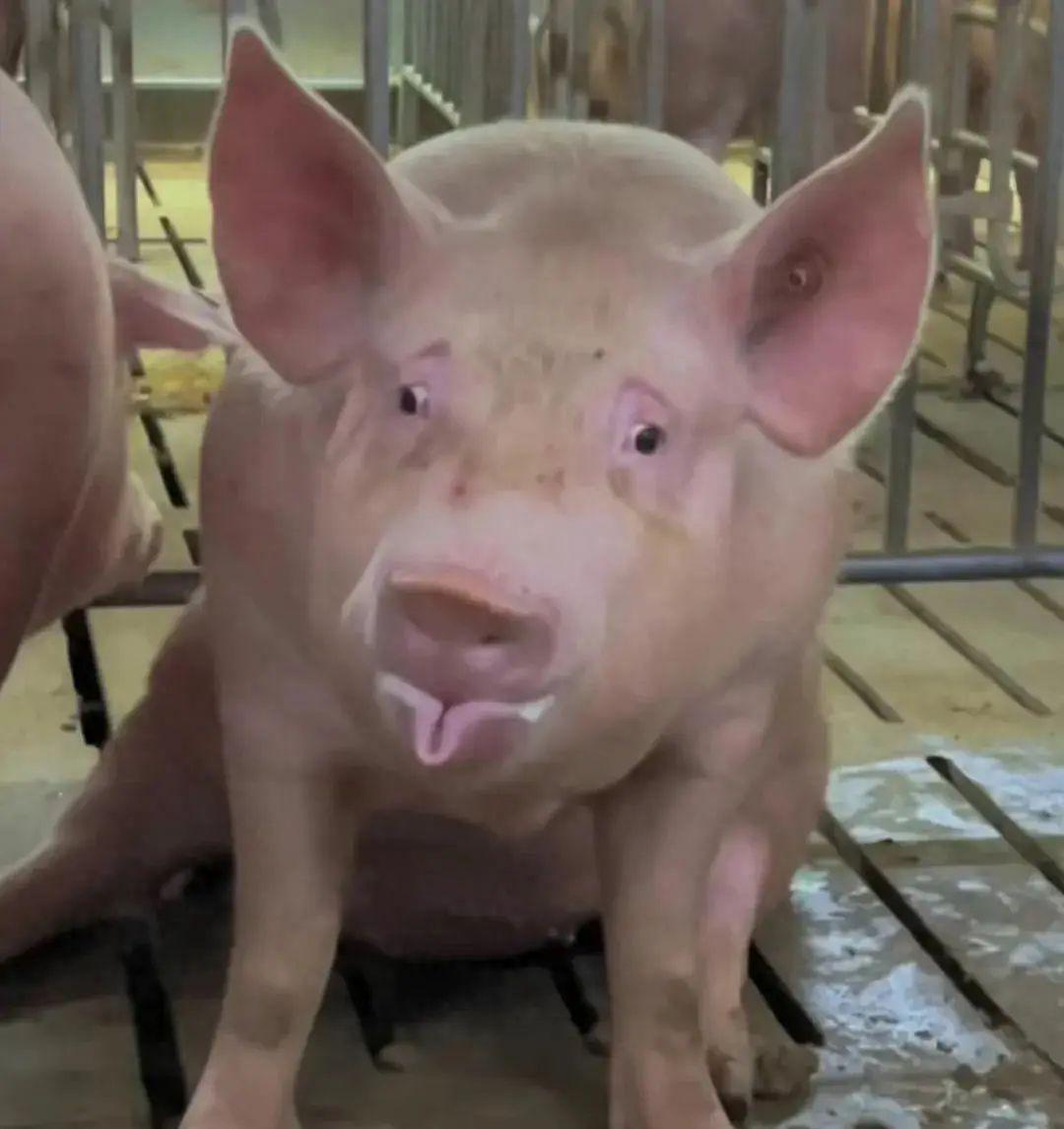 8亿养猪款背后的真相探究:政府,公众与农业项目的共同责任 政府正面临