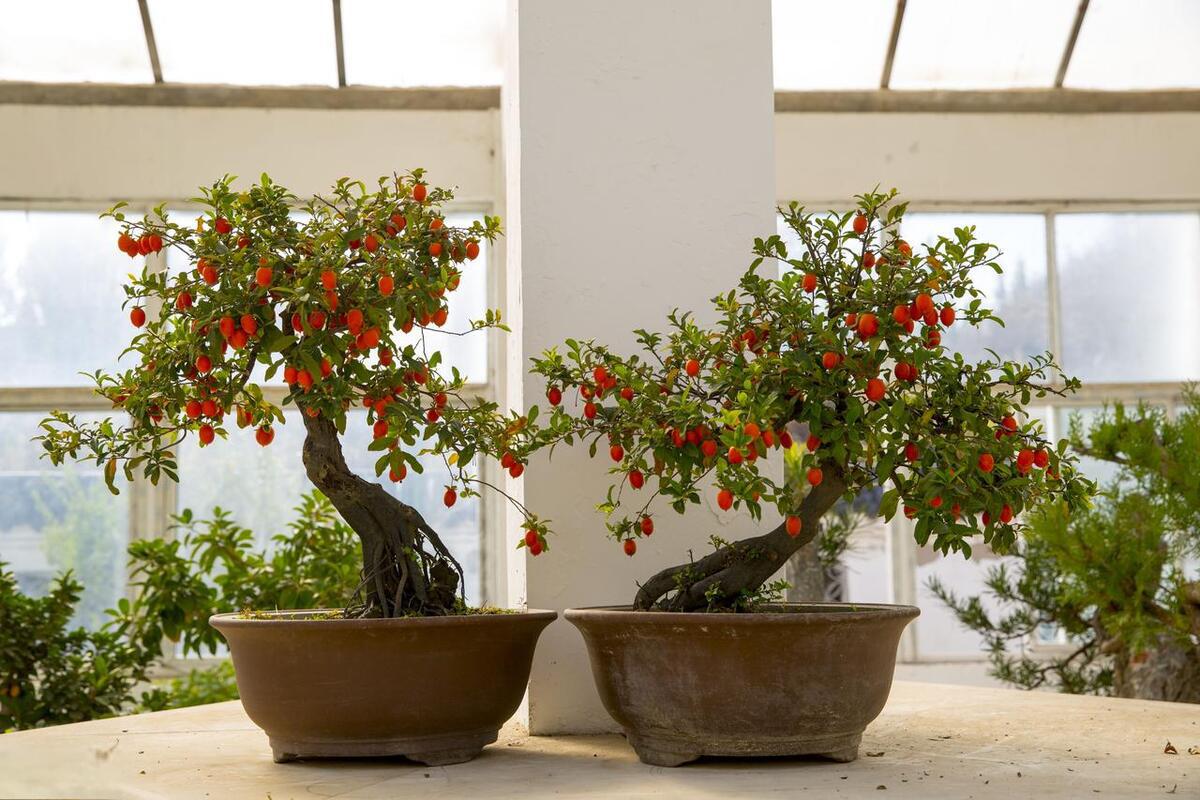 想要在家里种出独特美丽的山木香盆景吗?这篇文章就是你的指南!