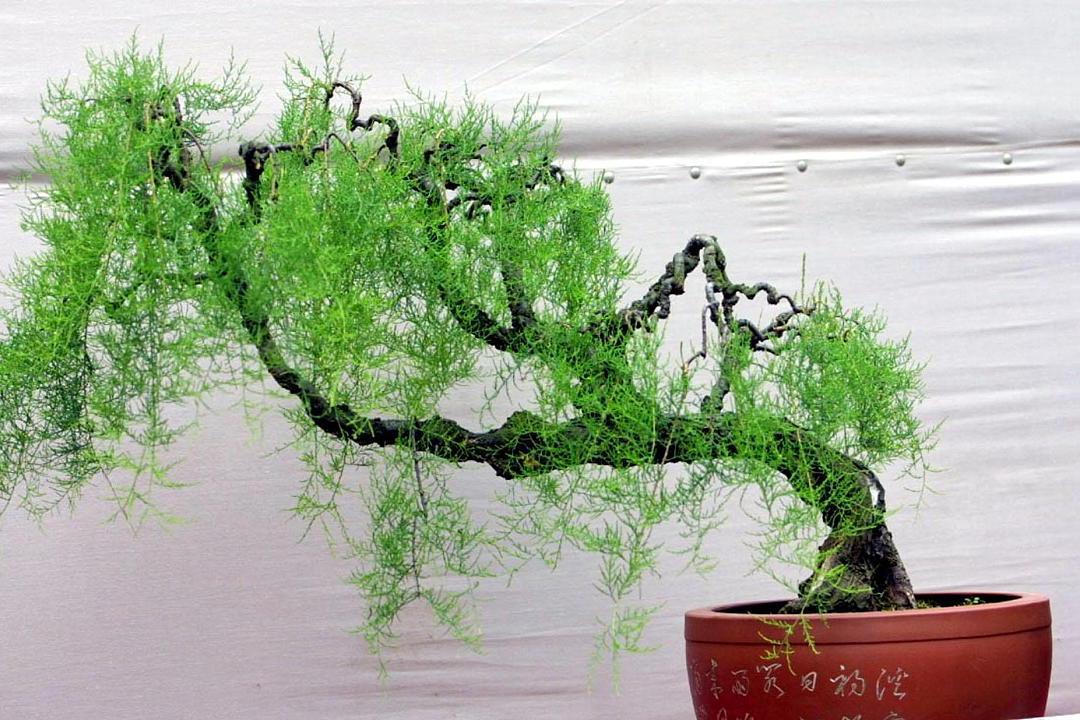 雪柳以其独特的形态和洁白的花序,成为家居绿植中的优雅之选.