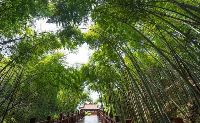 湖州安吉:一座风景如画的秘境 湖州安吉,浙江北方的瑰宝,一片风景如画