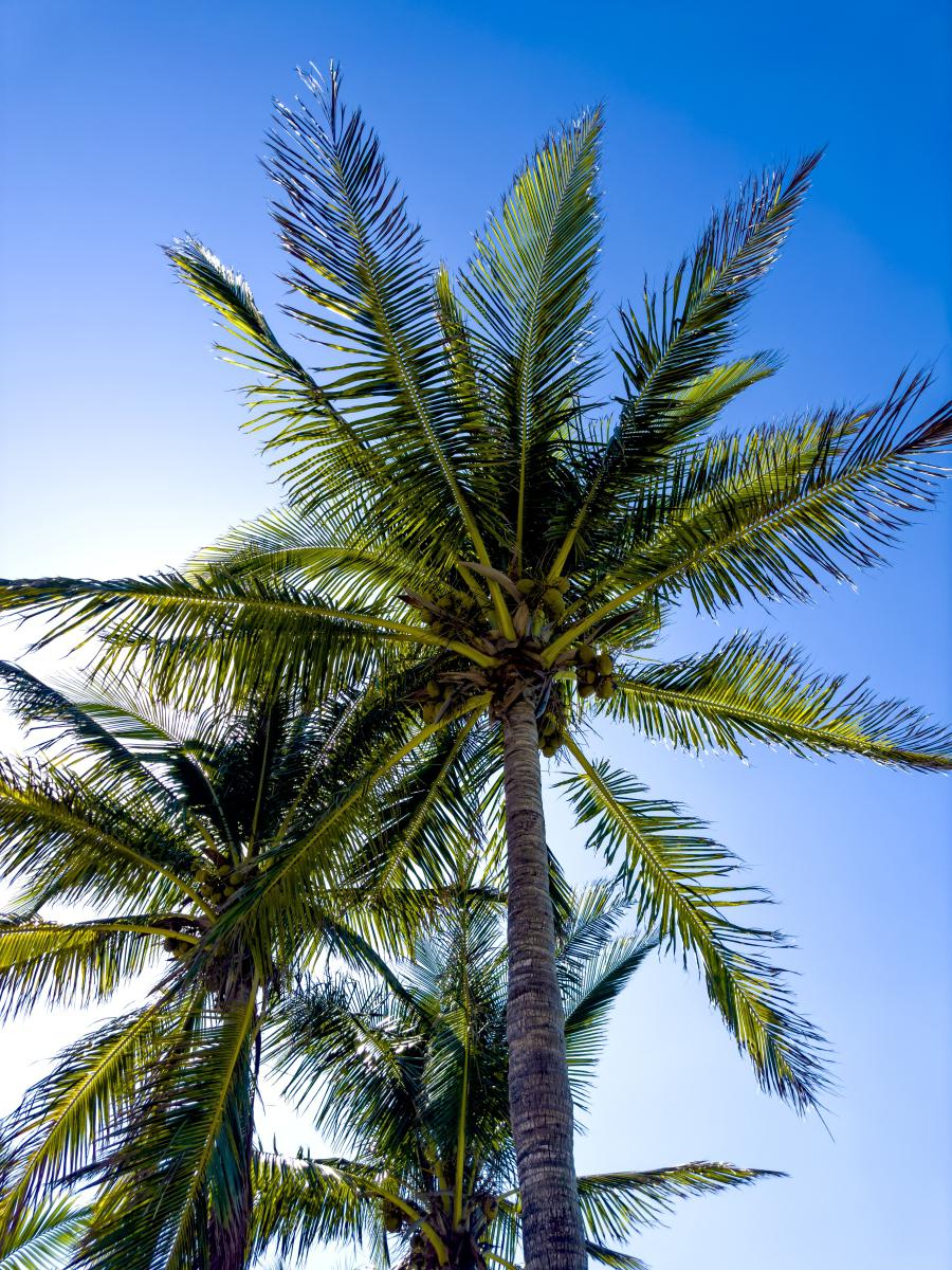 棕榈树:繁殖和养护技巧 棕榈树不仅是美丽的观赏植物,还隐藏着许多