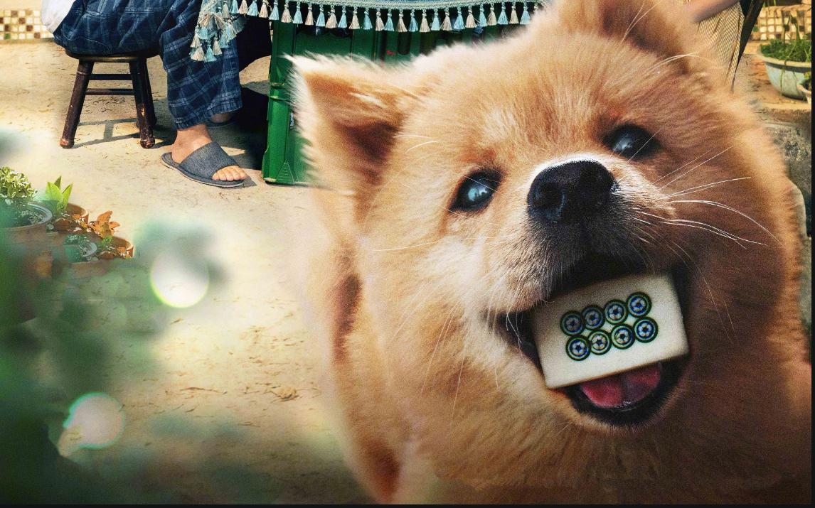 忠犬八公》:忠诚与坚持 忠犬八公》讲述了一只名叫八筒的中华田园犬与