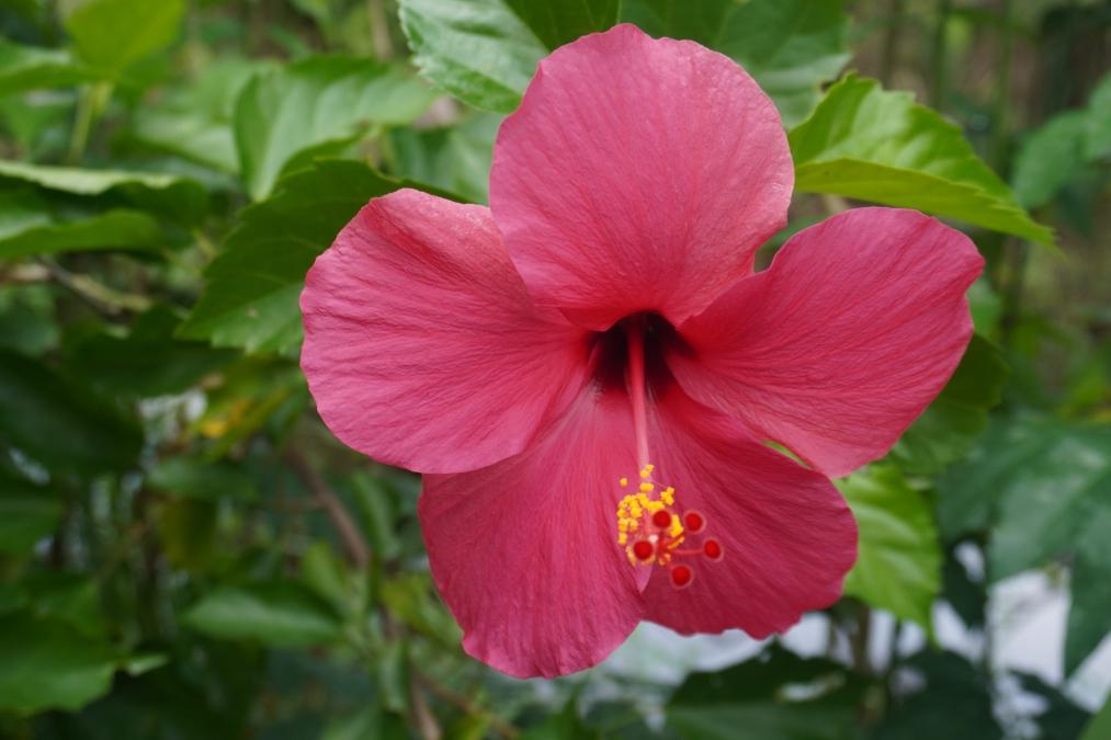 扶桑花修剪指南 扶桑花美丽如喇叭,花色丰富,花期绵长,是庭院或盆栽中