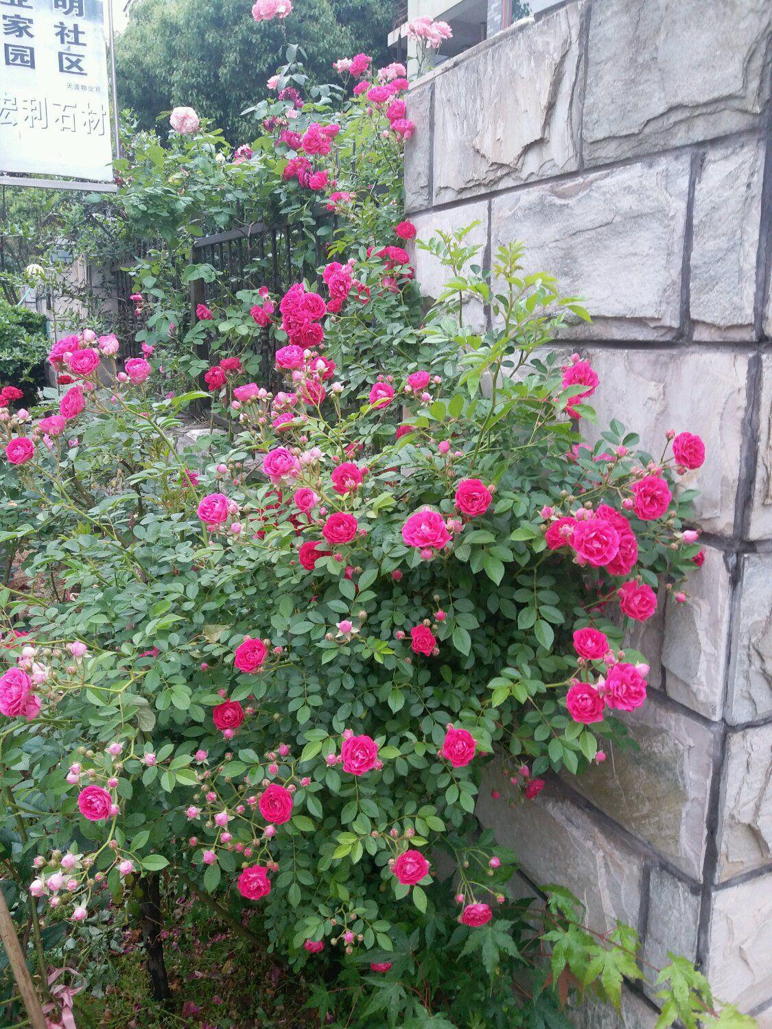 甜蜜红木香:让你的院子焕发生机和活力 在繁忙的都市中,我们似乎早已