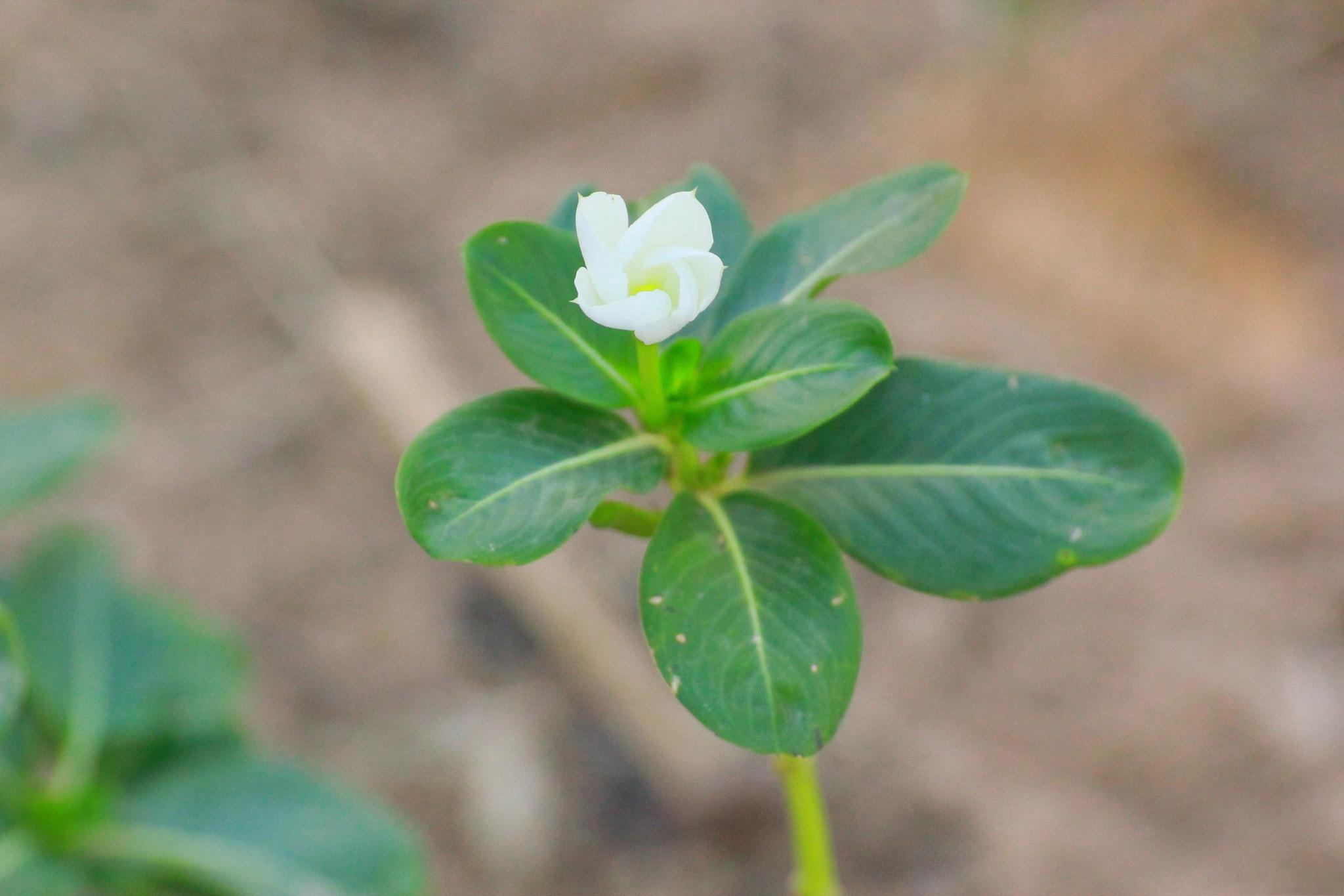 夜来香修剪技巧:让花朵更绚烂 夜来香是园艺爱好者心头的宠儿,但要让