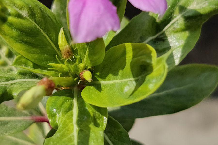 夜来香修剪技巧:让花朵更绚烂 夜来香是园艺爱好者心头的宠儿,但要让