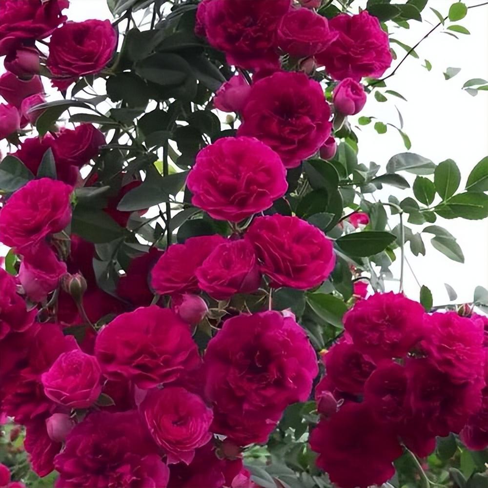 我要给大家介绍5种超级会开花的植物,不仅美得不像话,而且非常适合