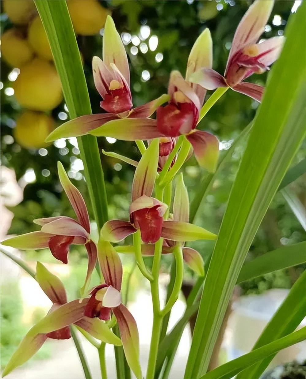 国魂兰花:既好养又美观的选择 国魂兰花是一种令人惊艳的红色兰花,它