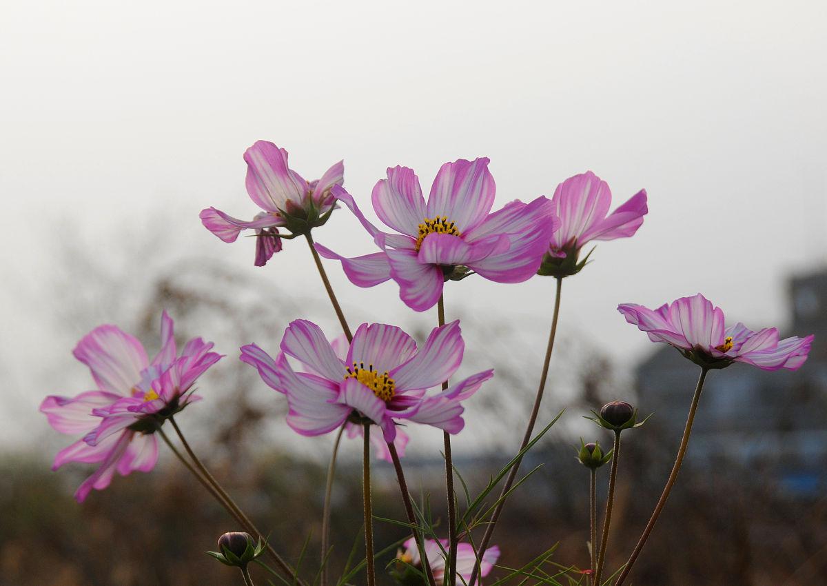 格桑花:高原上最亮丽的风景线 格桑花,生长在广袤的青藏高原上,以其