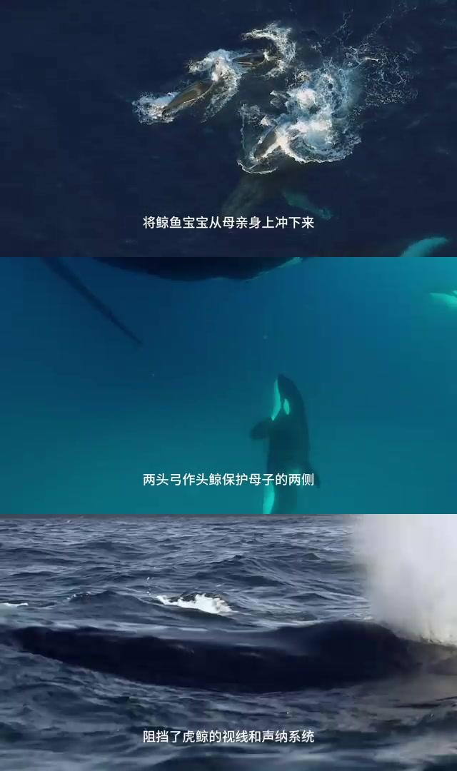 虎鲸猎捕座头鲸 海洋霸权的野蛮与智慧 在浩瀚的海洋中