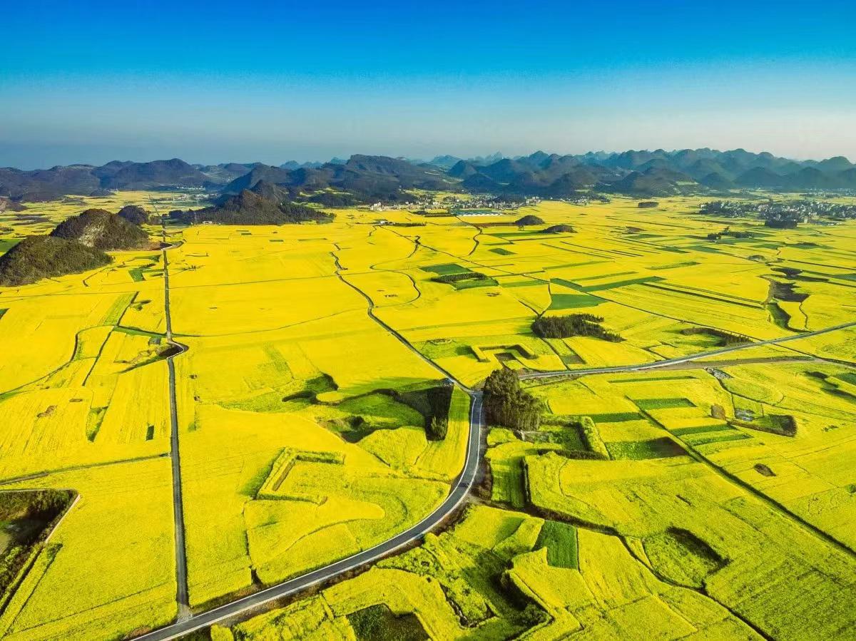 平坝油菜花海图片