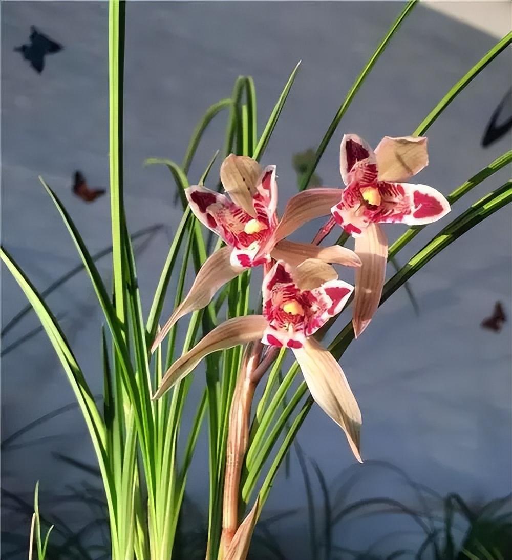 玉兔彩蝶兰花:新手花友的最佳选择 玉兔彩蝶兰花,一款让你轻松爆花的