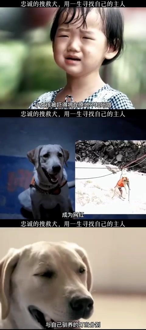 一只名叫叮当的搜救犬,在退役前与主人依依惜别,却因地震救援中受伤而