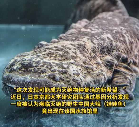 中国大鲵在日本水族馆重现:法律角度下的物种保护与繁