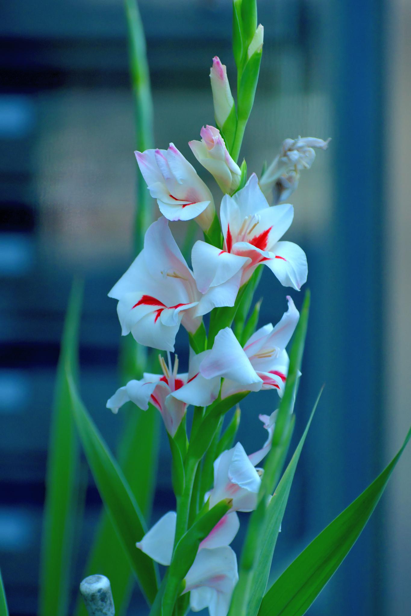 剑兰:坚强与自信的象征 剑兰,学名gladiolus,又称唐菖蒲,是百合科的一