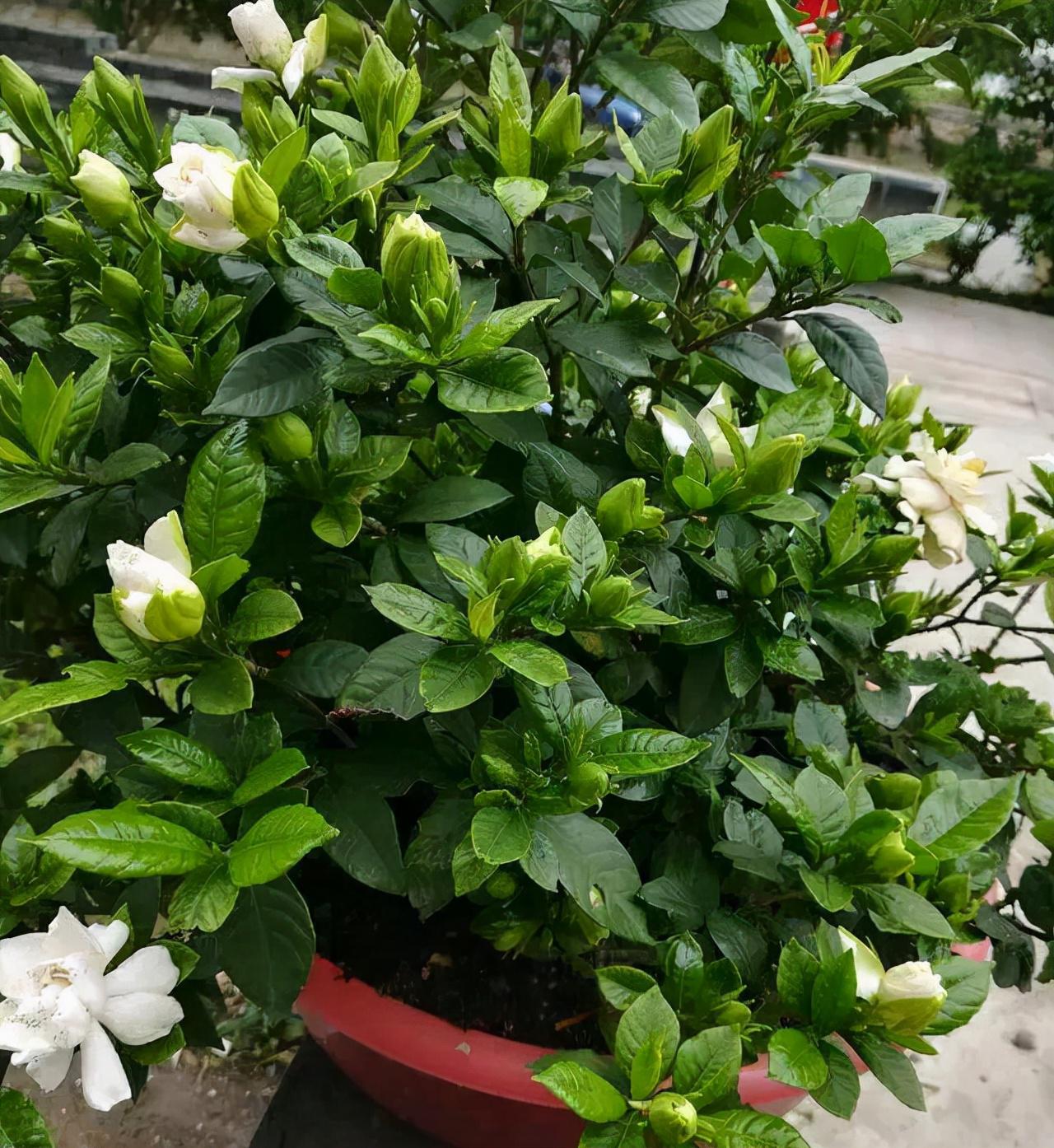 栀子花:观赏与药用兼备 栀子花,别名栀子,黄栀子,是茜草科的常绿灌木