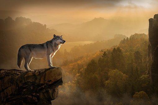真正的强者往往是在冒险中成长起来的,孤独也是狼的一种表现