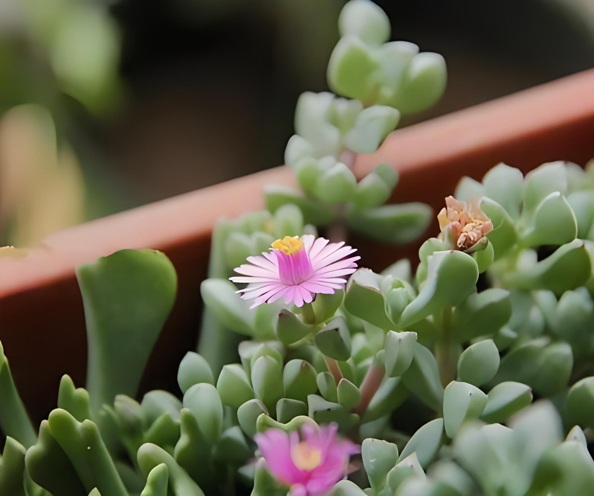 探秘多肉世界的奇妙之旅:鹿角海棠 鹿角海棠是番杏科鹿角海棠属中的