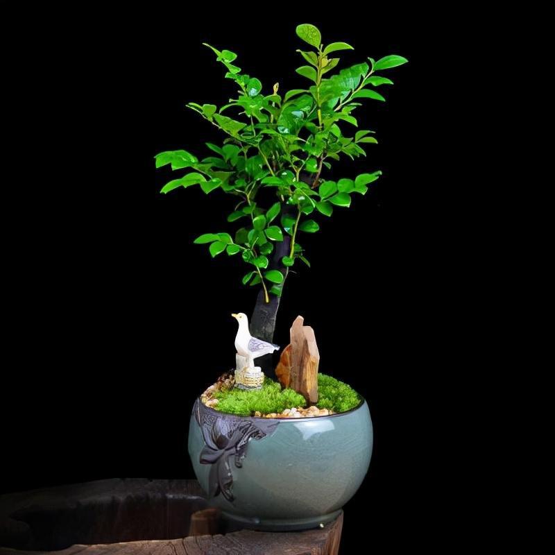 我要为大家推荐一种极具魅力的植物——小叶紫檀.