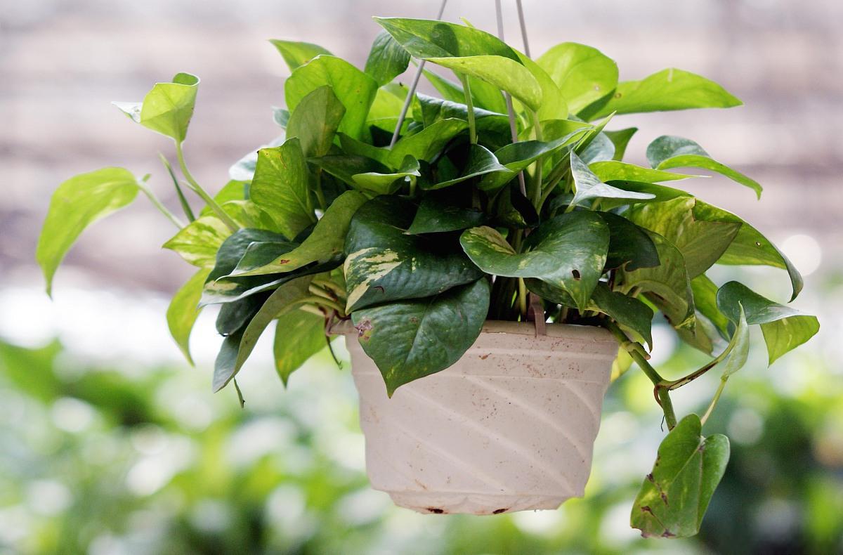 本文将为你揭秘绿萝的光照秘籍,让你的绿萝在家中茁壮成长.