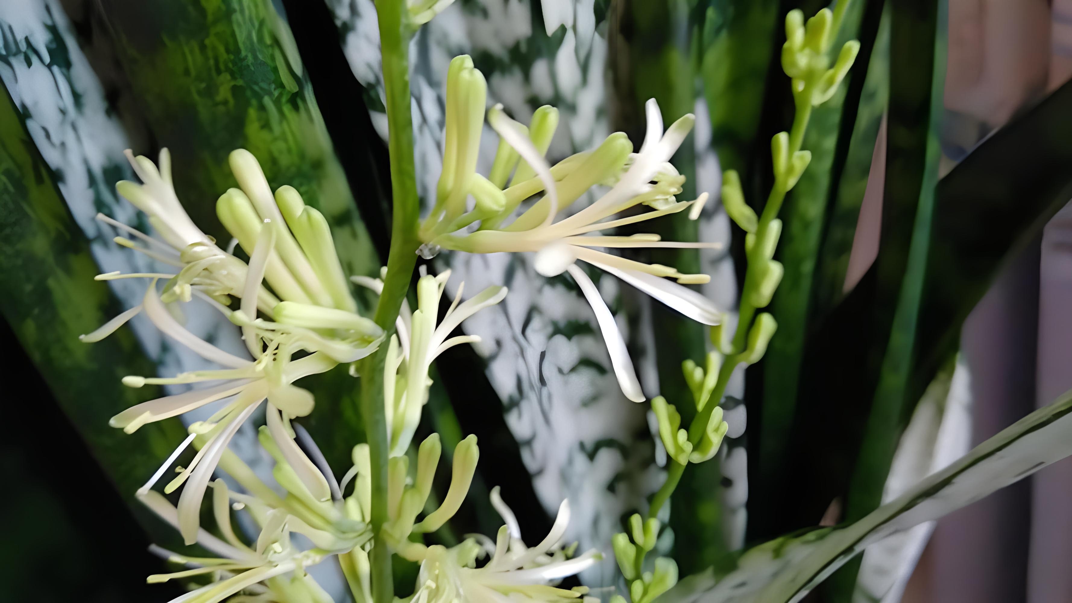 虎尾兰:家居绿植的新宠 虎尾兰,又称"虎皮兰","千岁兰",属于天门冬科