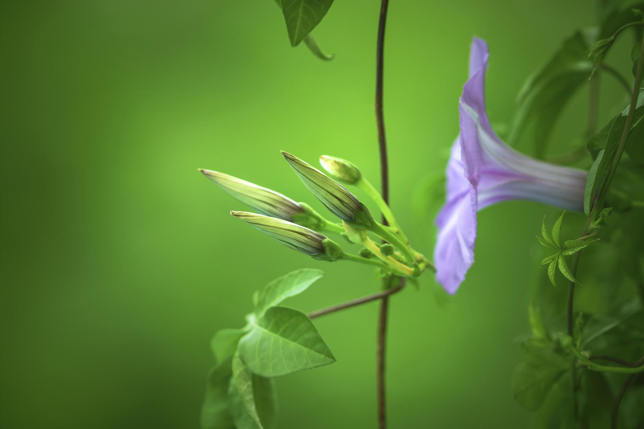 五爪金龙:热带雨林的绿色奇迹 五爪金龙,这个名字听起来就很霸气,它的
