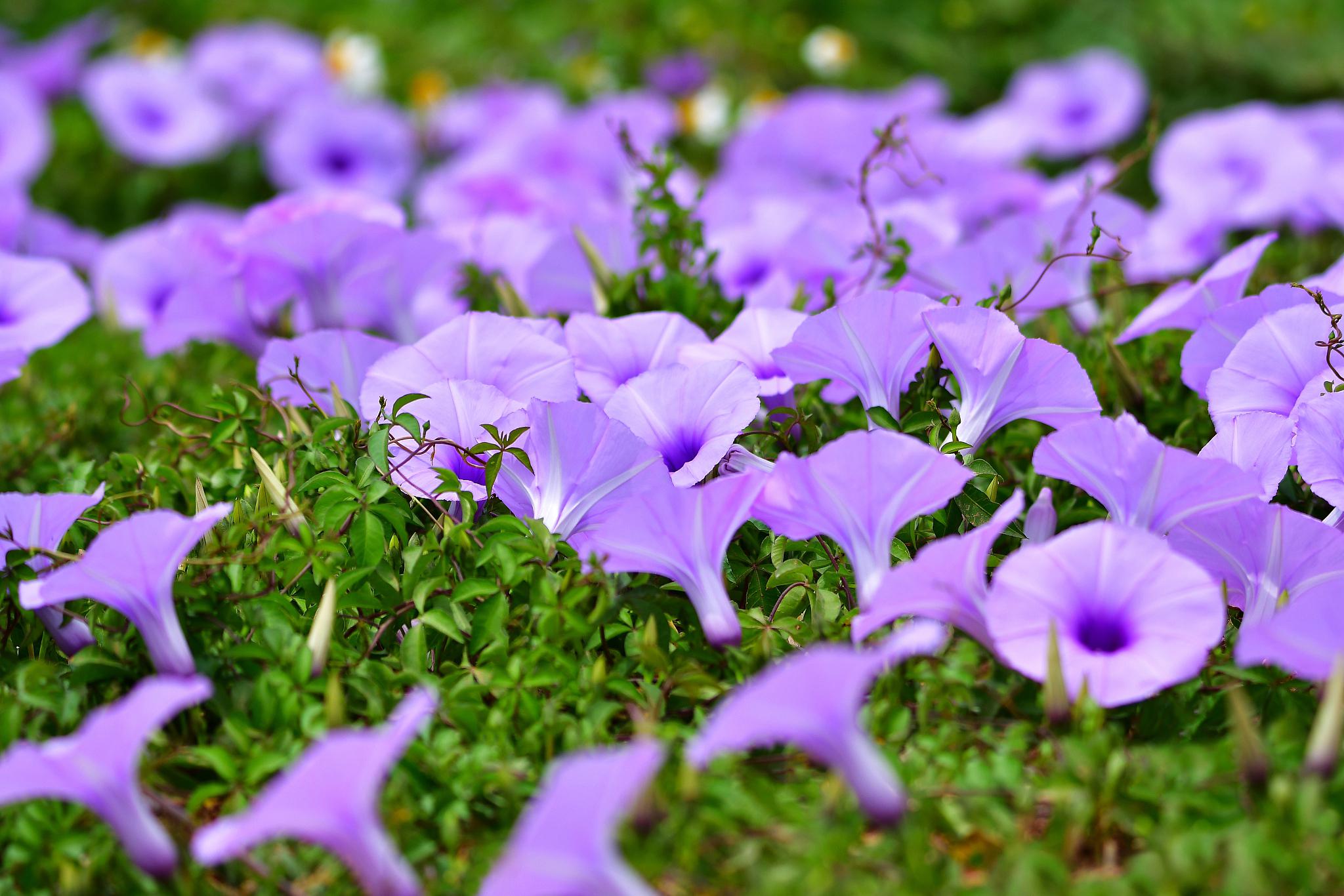 五爪金龙:热带雨林的绿色奇迹 五爪金龙,这个名字听起来就很霸气,它的