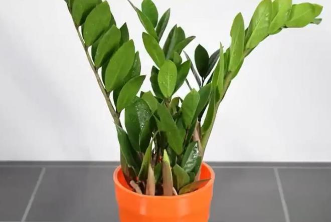 八种旺财旺运的神奇植物,你养了吗? 想要财运滚滚来?