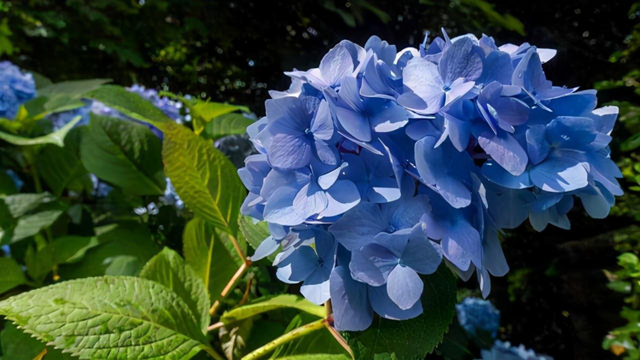 本文将为大家介绍如何养护绣球花,让你轻松成为养花小能手.