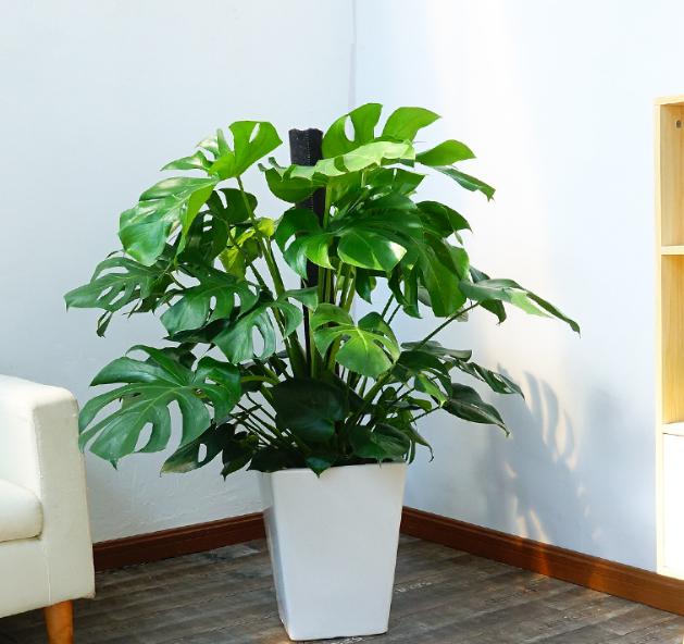 绿色植物:生命守护者 周末的清晨,阳光洒落,我踏入热闹的花市,仿佛