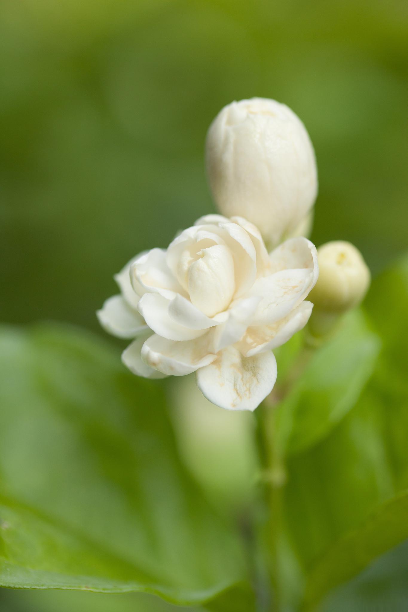 这款茉莉花的花朵堪比鸡蛋大小