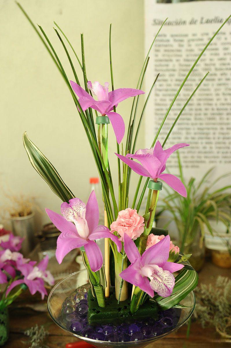 烈焰红唇:普货价格,贵货颜值的朱顶红 朱顶红,一个充满诗意与浪漫的