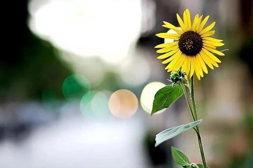 婚姻中的女性:拥有独立自主,内核稳定,经济实力,才能从容面对离婚 在