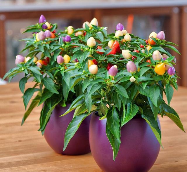 五彩椒盆栽秘籍大公开,让你轻松打造绚烂花园!