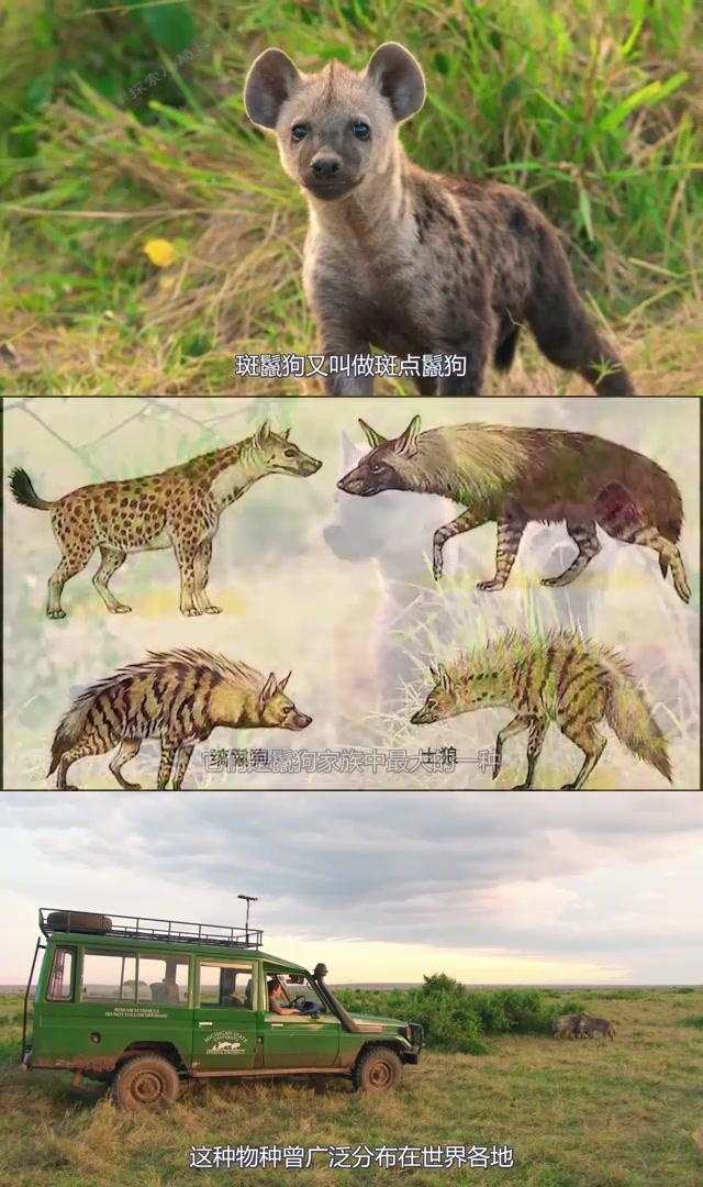 比特犬与斑鬣狗对决,动物界巅峰之战究竟谁能称霸?