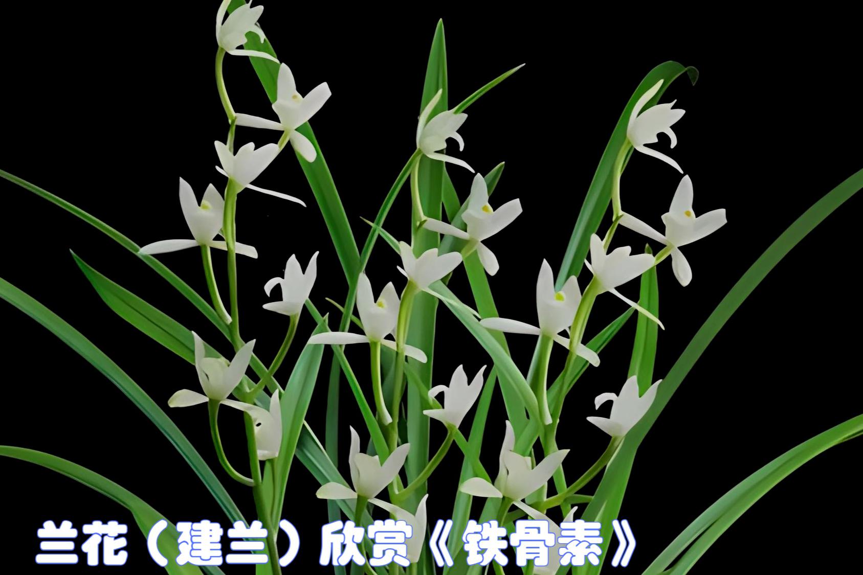 建兰-铁骨素:兰花界的璀璨明珠 建兰/铁骨素以其坚韧与优雅,吸引了无