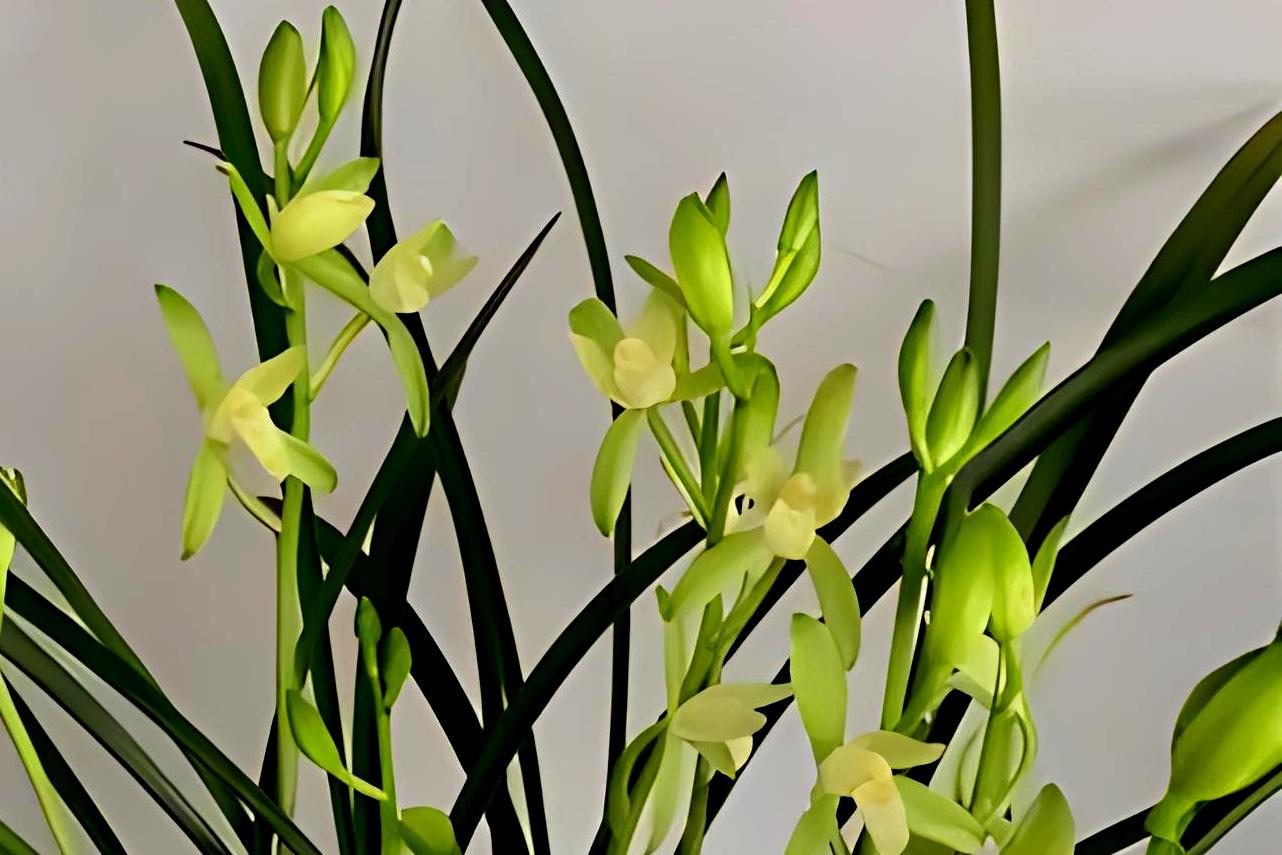 建兰-铁骨素:兰花界的璀璨明珠 建兰/铁骨素以其坚韧与优雅,吸引了无