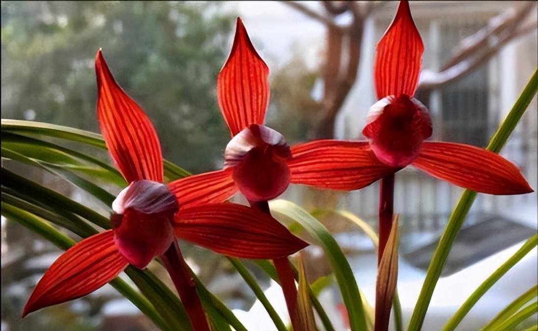 醉红素兰花:一抹深红,满室生香 醉红素兰花是一种地地道道的红色佳人