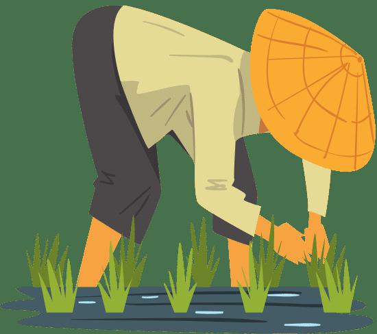 一年生观赏植物通常在春季播种;露地二年生观赏植物则大部分