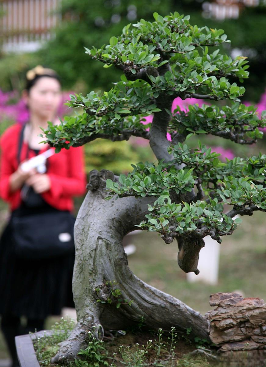 雀梅盆景图片大全欣赏图片