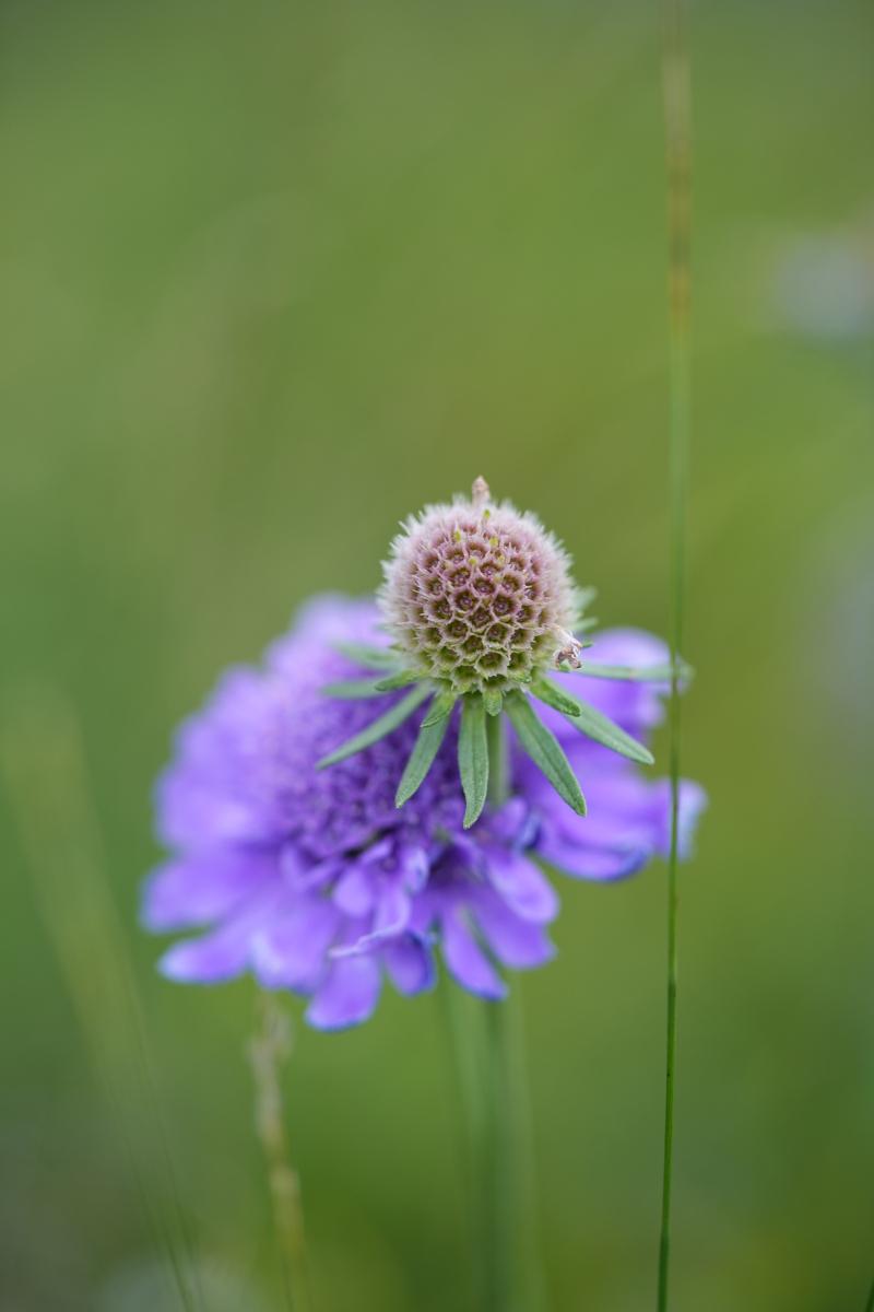 蓝盆花:观赏植物中的佼佼者 蓝盆花,别名水杨梅,是花坛,花境的明星.