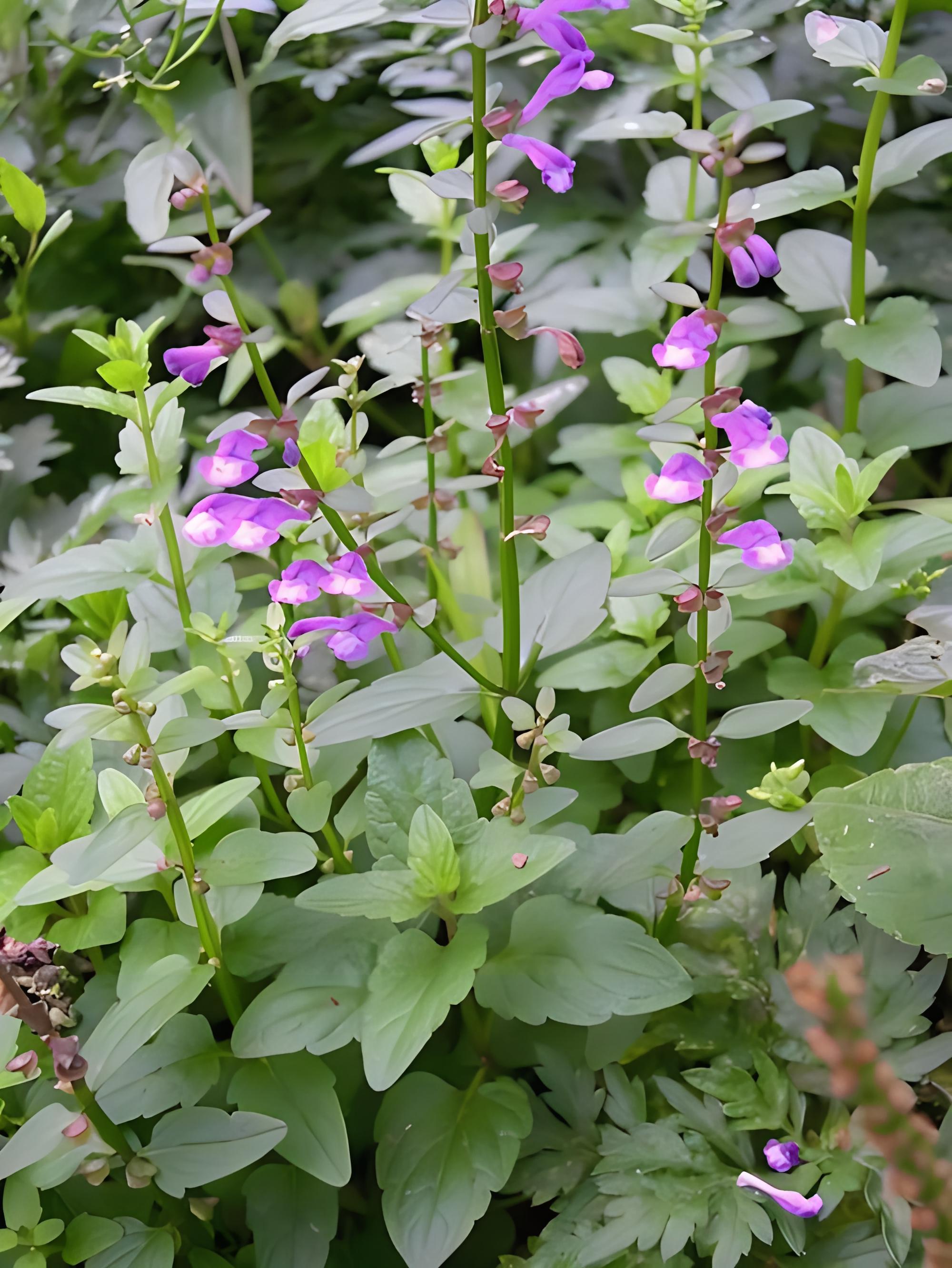 阔叶半枝莲花语图片