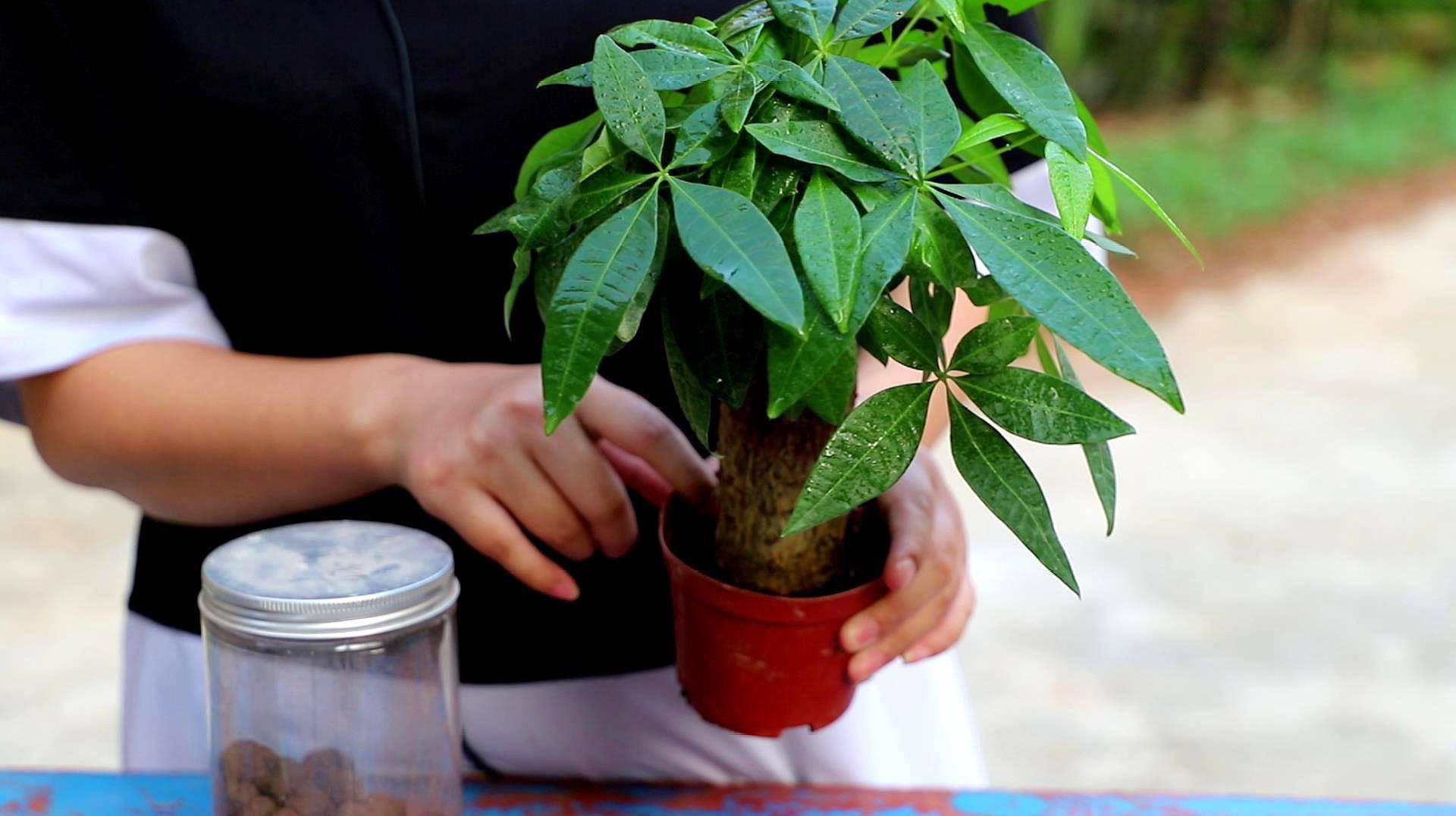 发财树不仅是一种观赏绿植,更是寓意美好的家居风水宝贝