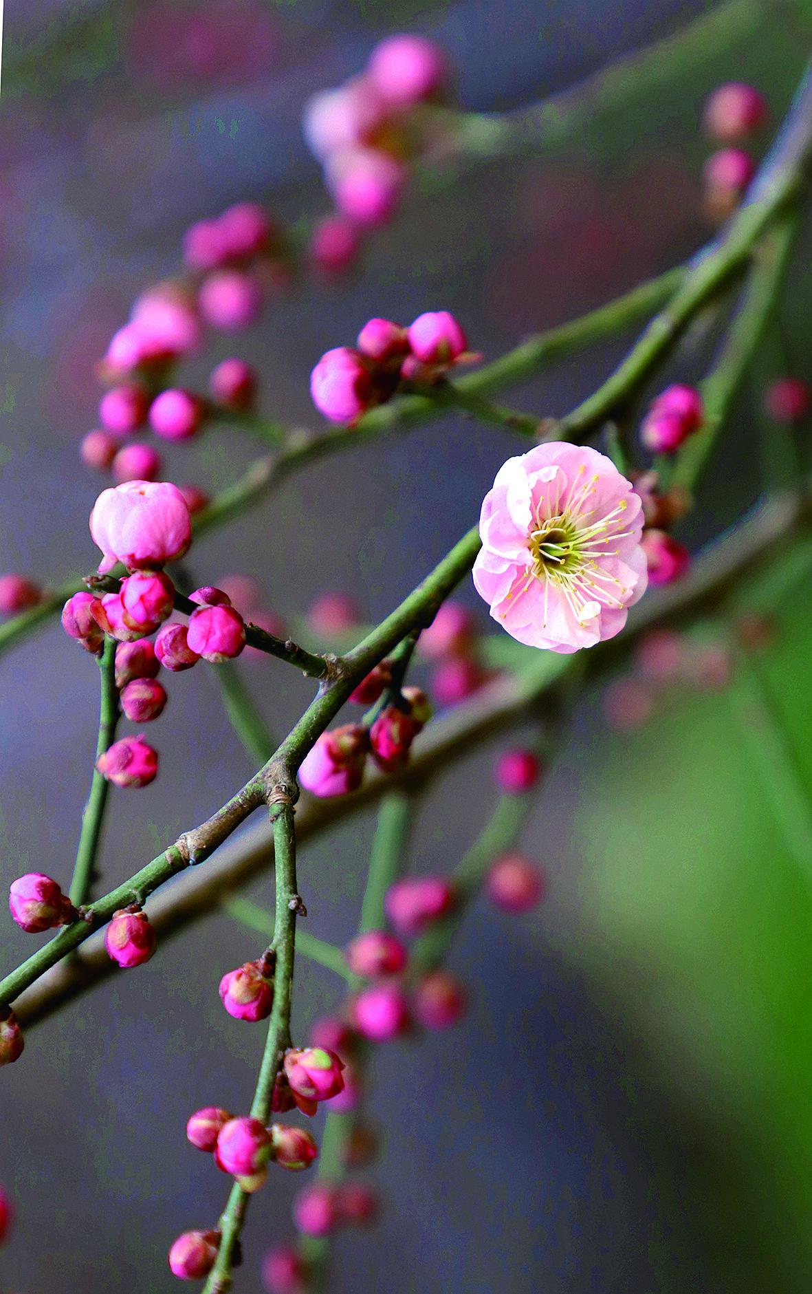 春天的花卉盛宴 三月早春,春天的脚步悄然而至,带来了满园春色.