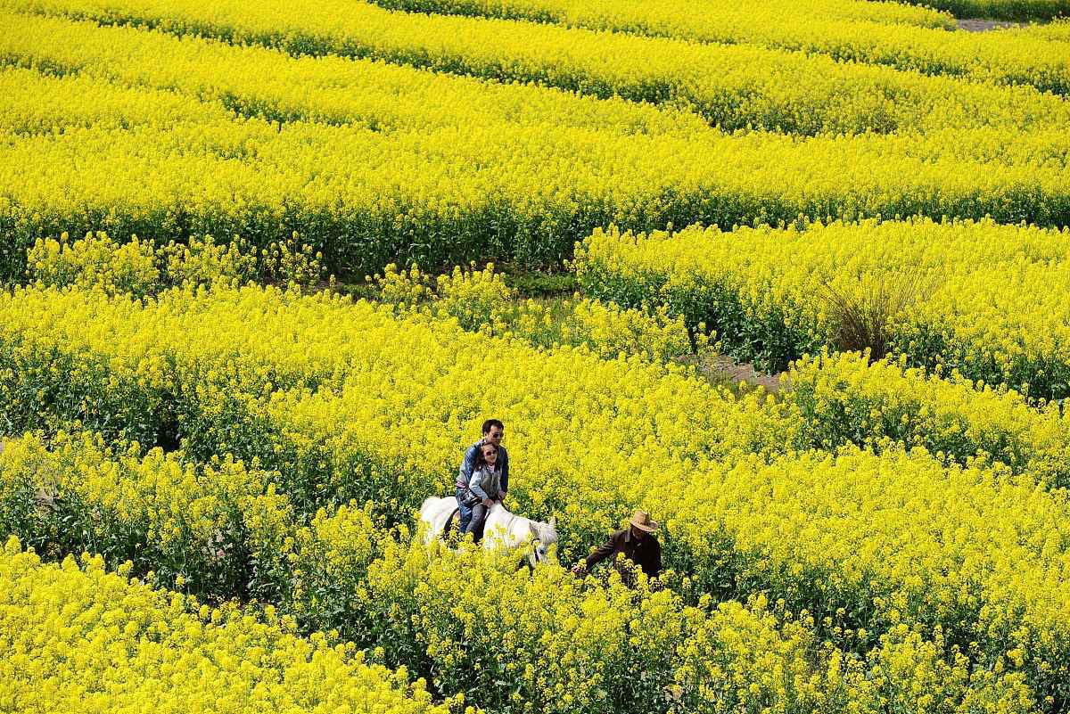 99特惠来袭!只需45元;人,探索泰州油菜花海的魅力!