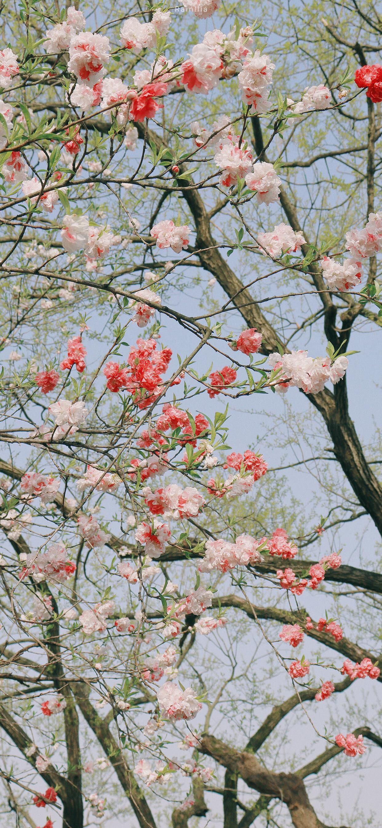 桃花的样子 壁纸风景图片