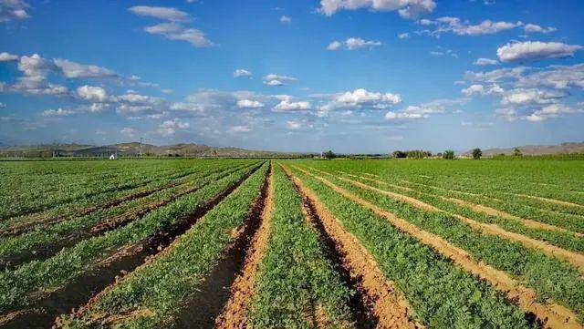 甘草种植:暴利高产的财富之道 甘草种植是一个暴利高产的创业项目