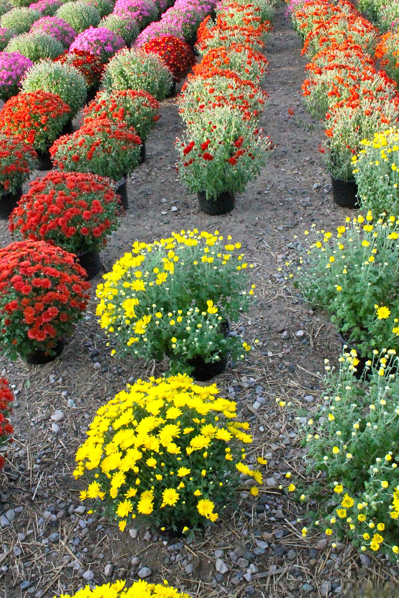 宿根花卉:不仅仅是花,更是一种生活态度!