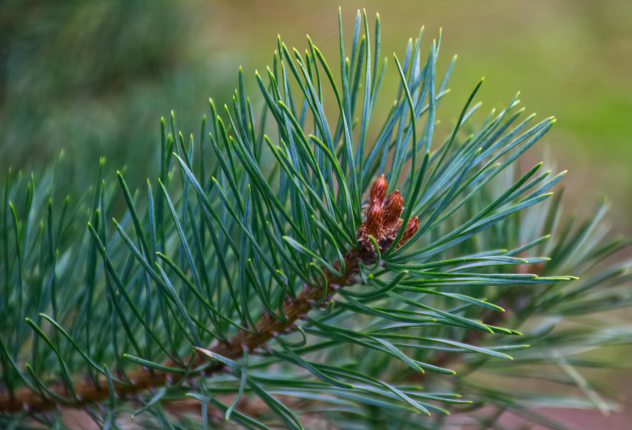 贵州农村青年小王:松树叶子创业传奇,法律视角解读创新之路 贵州农村