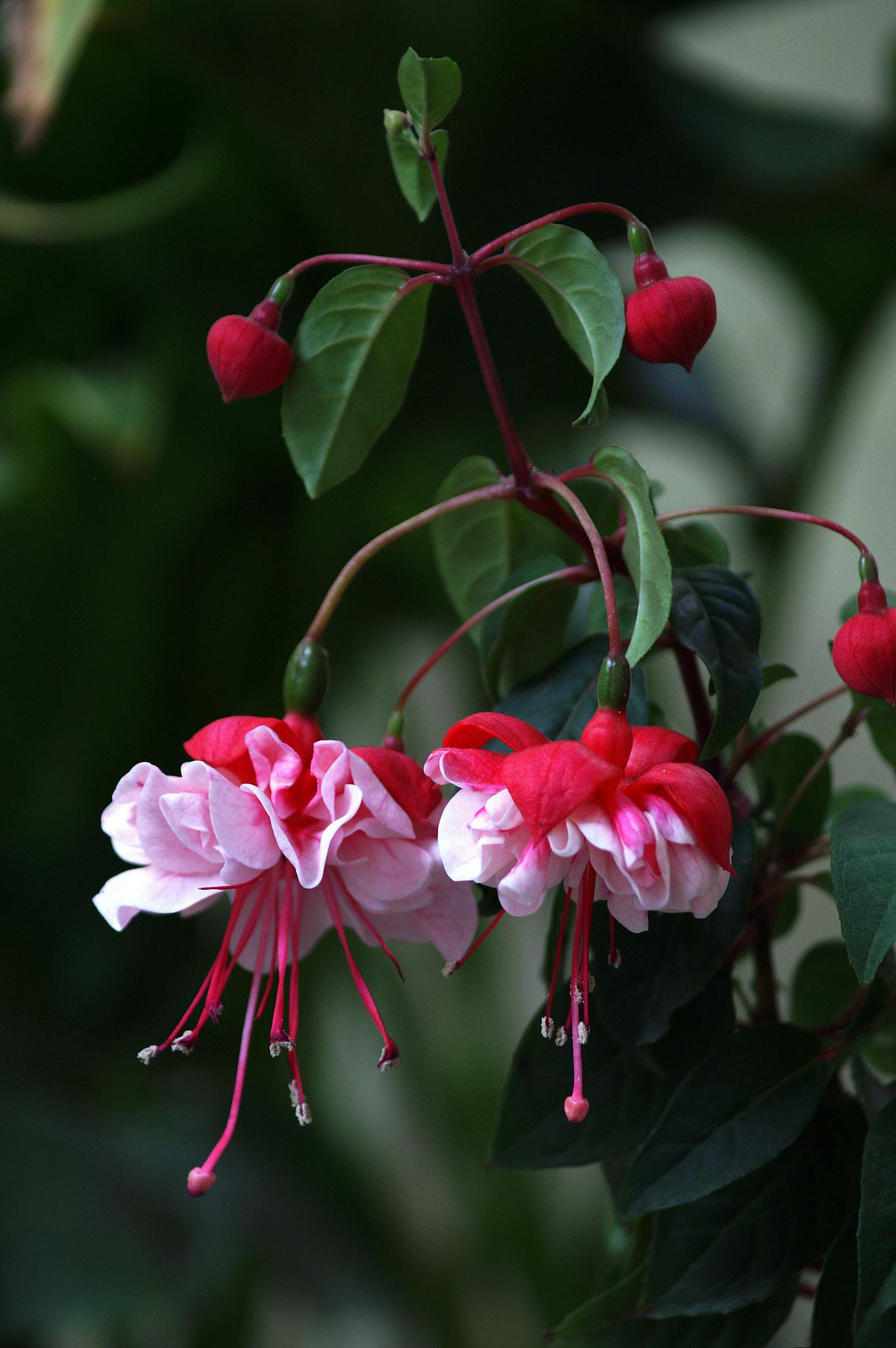 红木花:雅庭院子里的明星 秋日的阳光温暖而亲切,没有夏日的灼热,却多